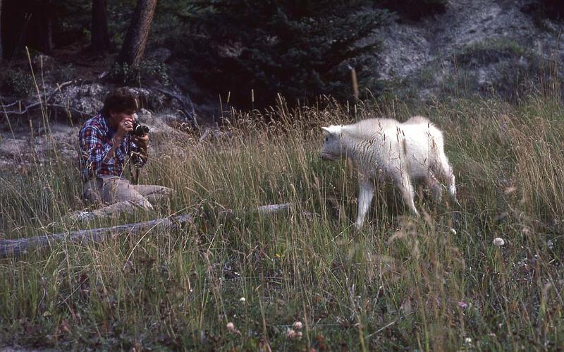 C Rockies 039 Sep-1981 Baby Goat.jpg